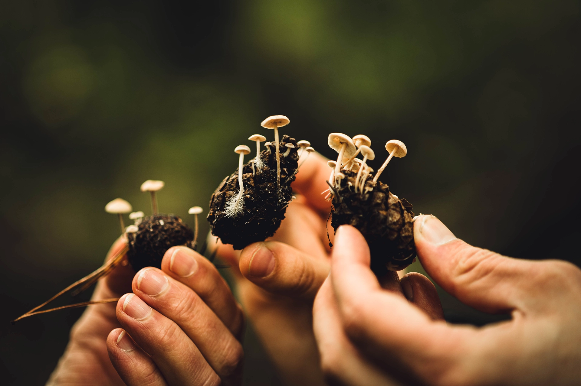Hände halten kleine Zapfen mit Pilzen, fotografiert bei einer Pilztour im Wesloer Forst
