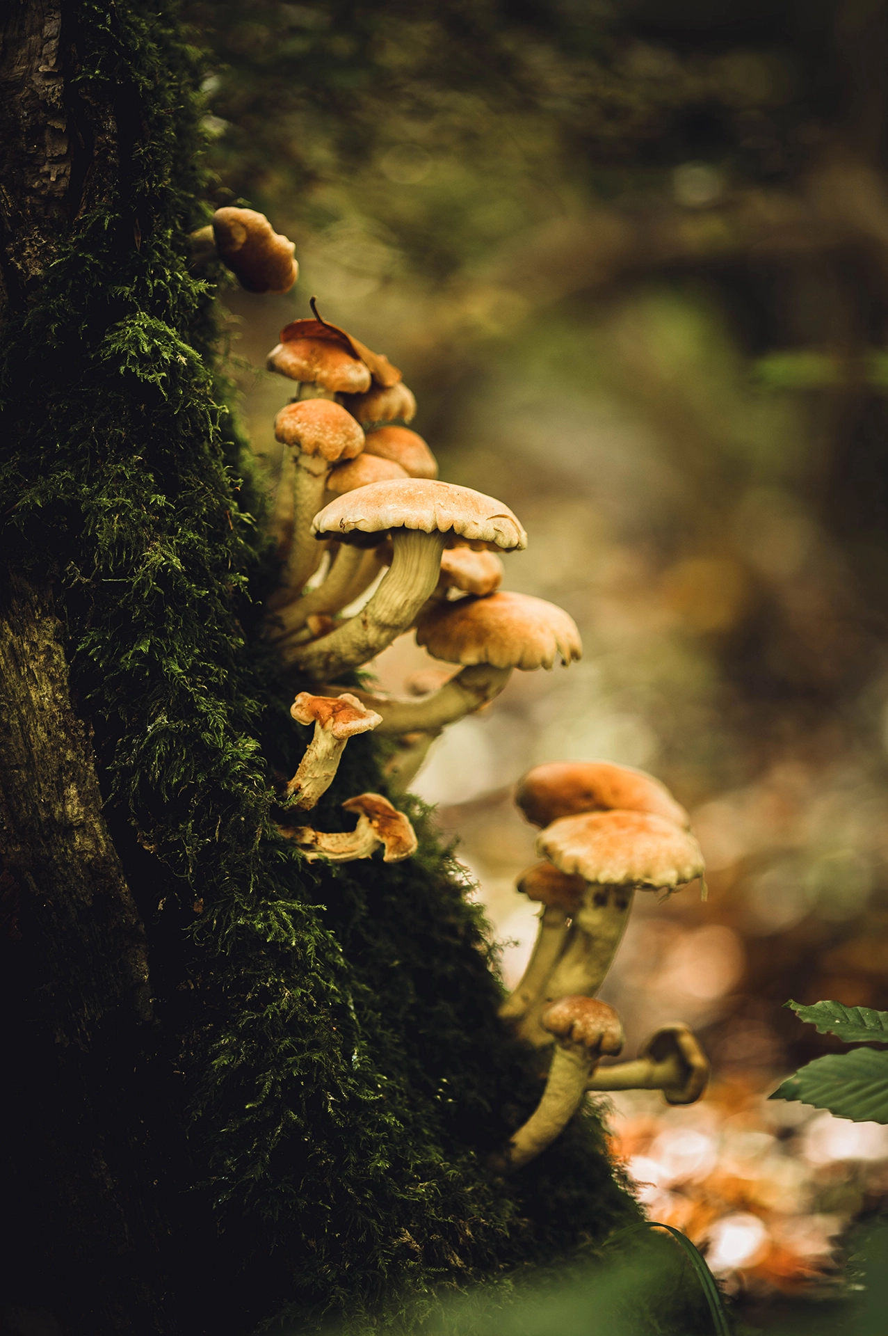 Pilzkolonie an bemoostem Baum im Wesloer Forst, aufgenommen während einer Pilztour
